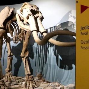 500 bin yıllık mamut fosiline de ev sahipliği yapan Erzurum M&uuml;zesi&rsquo;ne yoğun ilgi