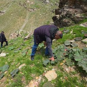 Dağ bayır toplamak i&ccedil;in y&uuml;r&uuml;yorlar: Kilogramı 750 TL'den 200 TL'ye d&uuml;şt&uuml; 