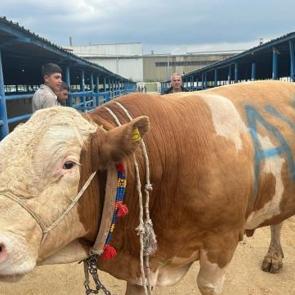 Kurban pazarının şampiyonu: 650 kilogram kemiksiz et vermesi bekleniyor! İşte fiyatı 