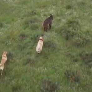 Eskişehir'de s&uuml;r&uuml;ye saldıran ayılara kangal k&ouml;pekleri engel oldu: O anlar kamerada
