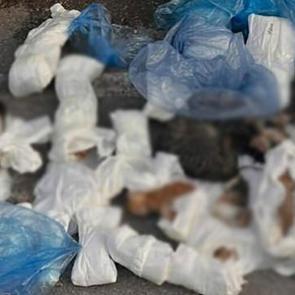 İzmir'de 33 kedinin &ouml;l&uuml; bulunması ile ilgili g&ouml;zaltına alınan veteriner adliyede