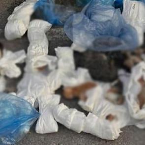 İzmir'de vahşet: Poşetlere d&uuml;r&uuml;lm&uuml;ş 33 &ouml;l&uuml; kedi bulundu