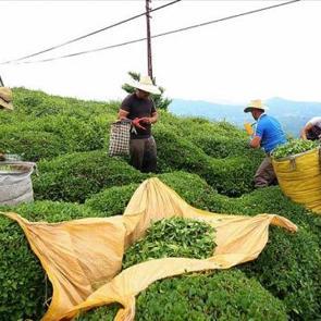  Karadeniz B&ouml;lgesi'nde g&uuml;nl&uuml;k &ccedil;ay yevmiyesi belli oldu 