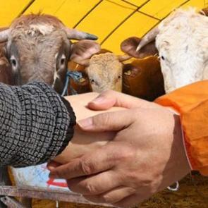 Kurban pazarlığı caiz midir? Nasıl yapılmalı, şartları nelerdir?
