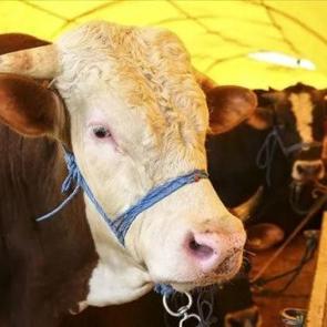 2026 il il kurbanlık fiyatları: B&uuml;y&uuml;kbaş ve k&uuml;&ccedil;&uuml;kbaş hayvanlarda en ucuz ve en pahalı şehirler
