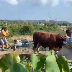 6 kişinin zapt edemediği boğa, tekmeyle bir kişiyi yere serdi