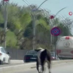 Dana ka&ccedil;tı, vatandaş kovaladı: Kurbanlık, Ankara trafiğini birbirine kattı
