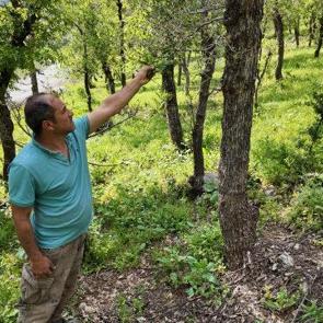 Şırnak'ta tedirgin eden manzara! İstila ettiler: Ağa&ccedil;lar tek tek kuruyor 