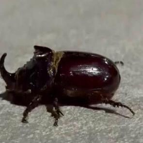 Malatya'da g&ouml;r&uuml;ld&uuml;! D&uuml;nyanın en g&uuml;&ccedil;l&uuml; b&ouml;ceği olarak biliniyor 
