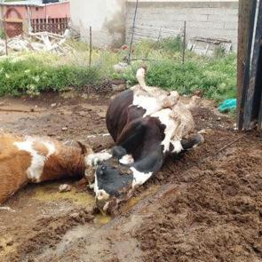 Niğde'de yıldırım faciası! 2 inek telef oldu 