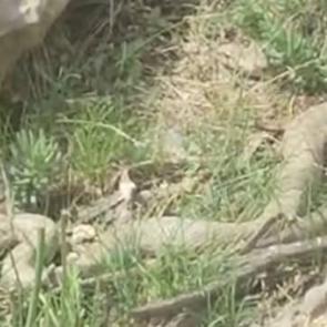 Hakkari'de panik! 2 metrelik dev engerek ile karşılaştılar 