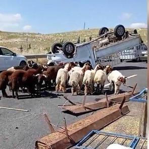 Şanlıurfa'da kurbanlık y&uuml;kl&uuml; kamyonet devrildi: 1 &ouml;l&uuml;, 1 yaralı