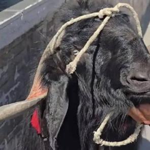 Tam tamına 70 kilo! Dev ke&ccedil;iye verilen rakam dudak u&ccedil;uklattı