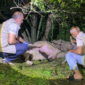 Bursa'da besicinin belini b&uuml;ken manzara! S&uuml;r&uuml;ye yıldırım &ccedil;arptı