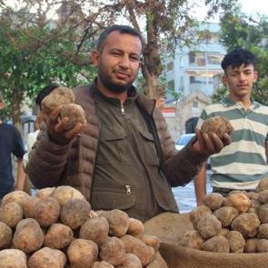 G&ouml;ren patates sanıyor! Kilogramı 2 bin TL'ye dayandı 