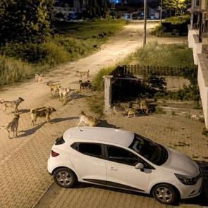 Bolu'da korkutan manzara! Sokakları istila etiler 