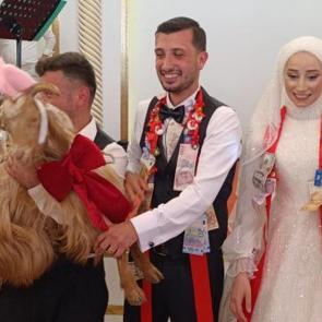 Trabzon'da takı olmak istemeyen ke&ccedil;i direndi! Kahkaha attıran olay kamerada