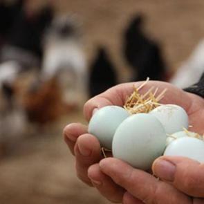 &Uuml;reticide 3 lira markette 10 lira! Yumurta fiyatlarında b&uuml;y&uuml;k fark
