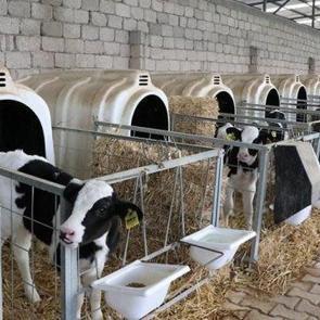 Hayvancılıkta devlet garantili yeni d&ouml;nem: 108 bin hayvan dağıtılacak