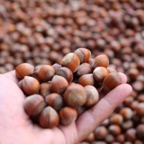Karadeniz fındığı yılın ilk beş ayında ekonomiye dev d&ouml;viz girdisi sağladı