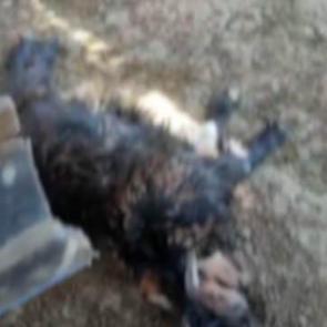 K&ouml;yl&uuml;n&uuml;n b&uuml;t&uuml;n emeği heba oldu! Başıboş k&ouml;pek ter&ouml;r&uuml; Siirt'ten...