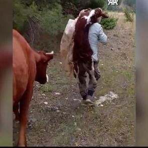 Amasya'da duygulandıran anlar: Yeni doğan buzağıyı sırtında k&ouml;ye taşıdı