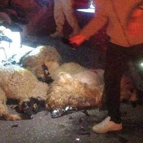 Van'da besiciyi perişan eden kaza: 17 koyun telef oldu