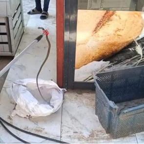 Gaziantep'te yerleşim yerinde yılan paniği