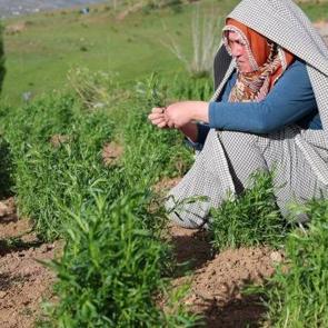 İstanbul'u bırakıp k&ouml;y&uuml;ne d&ouml;nd&uuml;! Yılda 3 hasat alıyor: Kilogramı 2 bin TL 