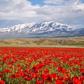 G&uuml;listan Ovası kırmızı &ouml;rt&uuml;yle kaplandı, S&uuml;phan Dağı manzarasıyla mest etti