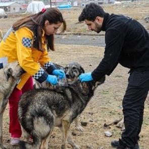 Van'da kuduz alarmı! 7 mahalle karantinaya alındı
