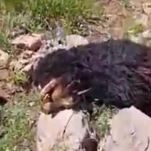 Hakkari'de canavar saldırısı! K&ouml;yl&uuml;ler seferber oldu: Zayiat b&uuml;y&uuml;k 