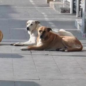 Vali duyurdu! 52 bin sahipsiz k&ouml;pek toplatıldı