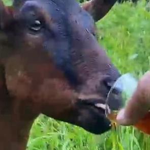 Tam bir &ccedil;ay tiryakisi! İnce belli bardaktan i&ccedil;ti... G&uuml;l&uuml;mseten anlar kamerada