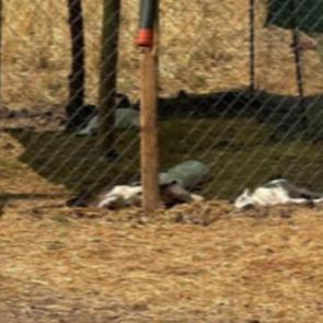 Diyarbakır'da k&ouml;peklerin saldırdığı 15 kuzu &ouml;ld&uuml;