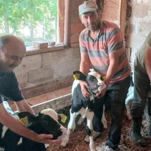 Nadir g&ouml;r&uuml;len doğum! Besici bayram etti 