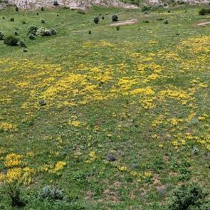 Doğada s&uuml;s, şehirde şifa! Sivas&rsquo;ta şifalı bitki ovaları şenlendirdi