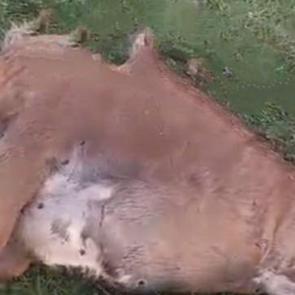 G&uuml;m&uuml;şhane'de canavar saldırısı! D&uuml;veyi par&ccedil;aladı 