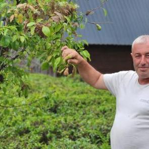 Vampir kelebek ve kahverengi kokarcanın ardından Doğu Karadeniz&rsquo;de yeni alarm!