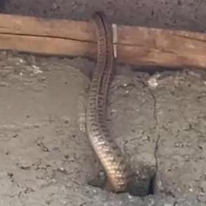 Yılanlı ev k&acirc;busu! İstila ettiler... Geceleri uyumak haram oldu 