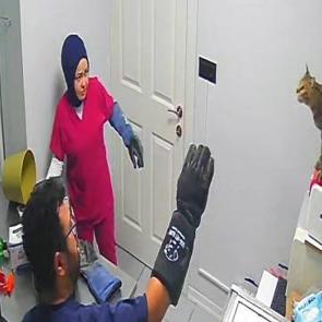 &Ccedil;ılgın kedi T&uuml;rkiye'nin g&uuml;ndemine oturdu! Tutabilene aşk olsun