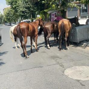 İstanbul'un g&ouml;beğinde şaşırtan manzara! Cadde ortasında s&uuml;r&uuml; halinde geziyorlar!