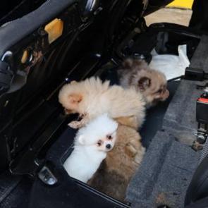 Kapıkule'de 'Pomeranian' cinsi 5 k&ouml;pek yavrusu ele ge&ccedil;irildi