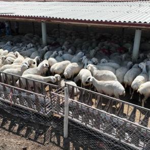 Konya B&uuml;y&uuml;kşehir'in hayvan yetiştiriciliği eğitimleri &uuml;reticiye g&uuml;&ccedil; katıyor