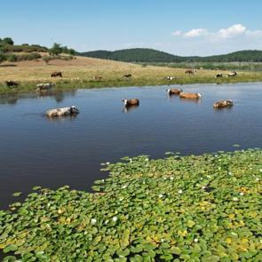 Kuruma noktasına gelmişti: S&uuml;leymanlı Yayla G&ouml;l&uuml; son haliyle g&ouml;z doldurdu