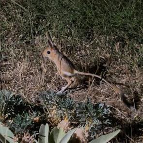 Bitlis'te tavşan kulaklı, fare y&uuml;zl&uuml;, kanguru ayaklı hayvan g&ouml;r&uuml;nt&uuml;lendi 