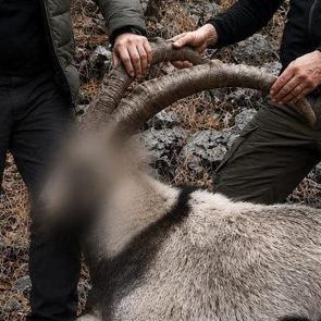 Pa&ccedil;ayı yırttım sanan ka&ccedil;ak avcılar 6 yıl sonra enselendi! Bakanlık paylaştı 