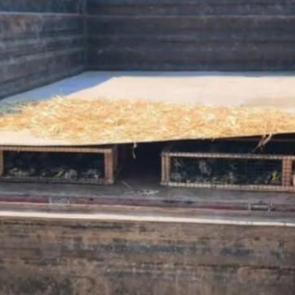 Hatay'da trakt&ouml;r r&ouml;morkunda binlerce saka kuşu &ccedil;ıktı! S&uuml;r&uuml;c&uuml;ye 19,8 milyon TL ceza kesildi