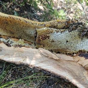 Elazığ'da ağa&ccedil; kovuğundan kilo kilo &ccedil;ıkartıldı 