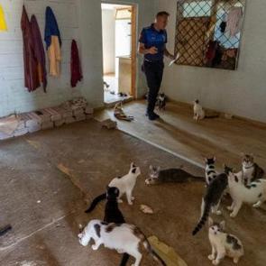 '&Ccedil;&ouml;p ev' ihbarına giden ekipler adreste 100 kedi buldu